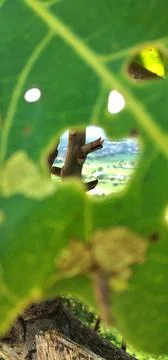 Konoha, leaf Foto stock