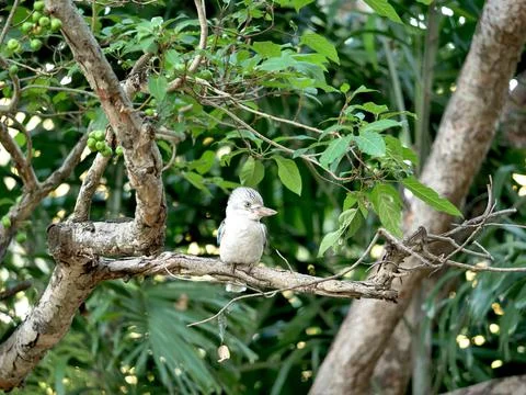 Kookabarra Stock Photos