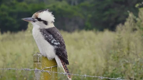 Kookaburra 4K Stock Footage 105691402