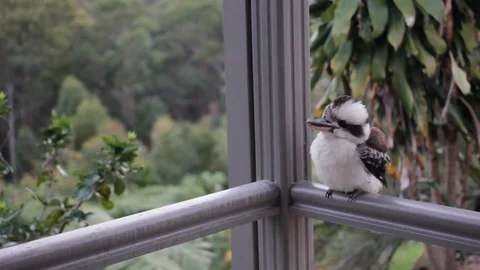 Kookaburra at the balcony Stockbeeldmateriaal 76439808
