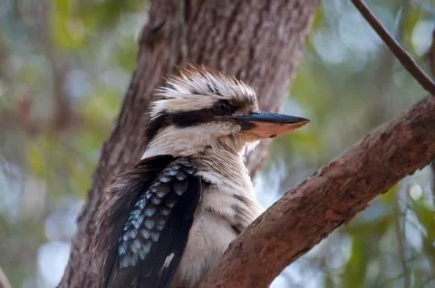 Kookaburra bird Stock Photos