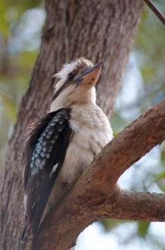 Kookaburra bird Foto stock