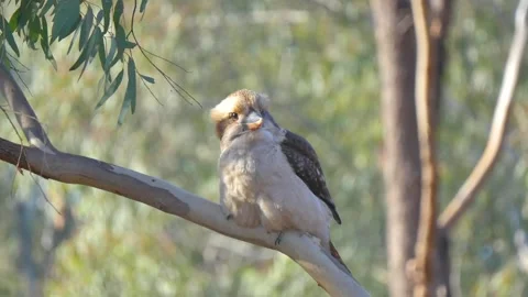 Kookaburra bird sitting on a tree branch Stock Footage 340992827