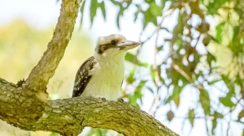 Kookaburra bird taking flight from tree branch, slow motion 30p Stock Footage 58782403