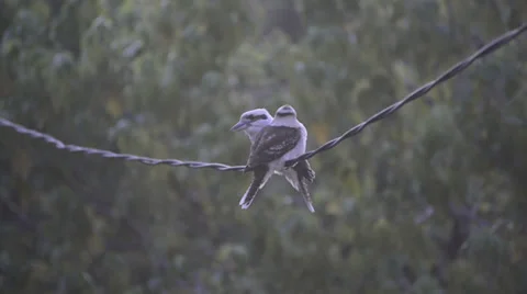 Kookaburra birds on wire Stock Footage 32810194