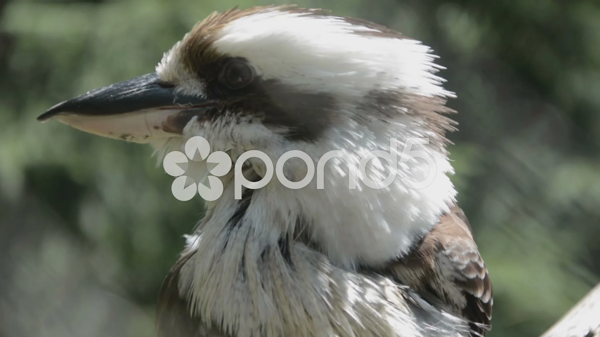 Kookaburra - AI Generated Artwork - NightCafe Creator