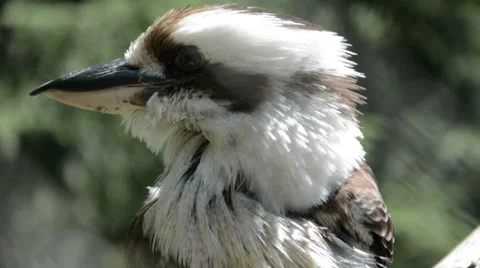 A Kookaburra Close up Stock Footage 47004159