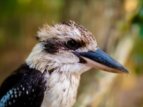 Kookaburra close up Stock Photos