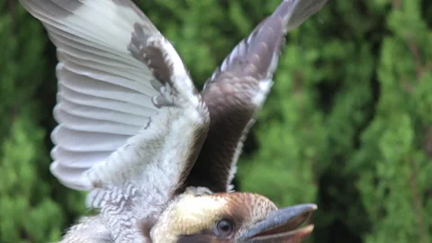 A Kookaburra closeup Video stock 169009808