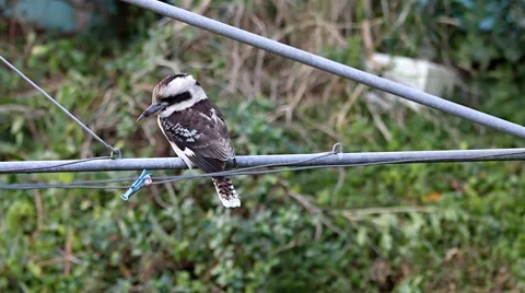 Kookaburra on Clothes Line Stock Footage 8685079