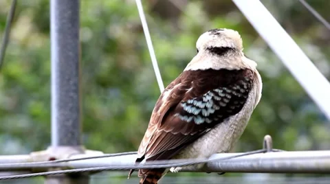 Kookaburra on Clothes Line Stock Footage 8685196