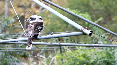 Kookaburra on Clothes Line06 Stock Footage 8685063