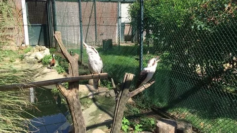 Kookaburra Dacelo Close Up Video stock 84254194