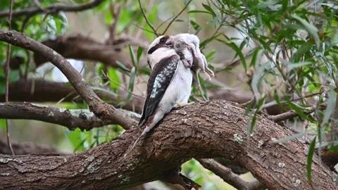 Kookaburra eating a rat Stock Footage 218222059
