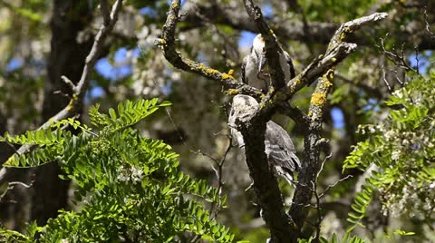 Kookaburra feeding its chick Stock Footage 26565004