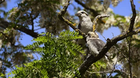 Kookaburra feeding its chick Stock Footage 26566802