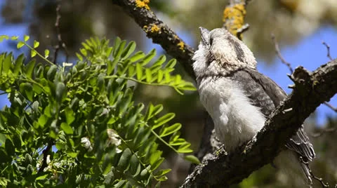 Kookaburra feeding its chick Stock Footage 26573431
