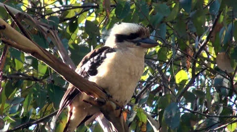 Kookaburra Stock Footage 26124313