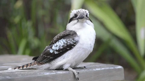 Kookaburra Stock Footage 32813495