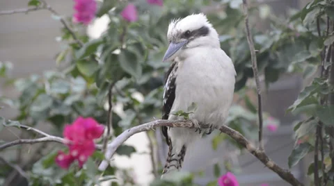Kookaburra Stock Footage 32814104
