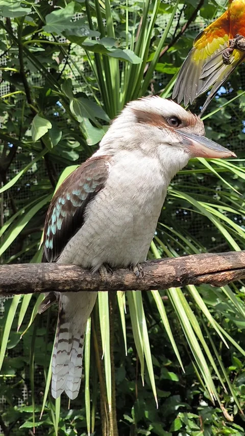Kookaburra Stock Footage 328738985