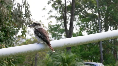 KOOKABURRA HOPS ON DRAINPIPE 스톡 동영상 169130278