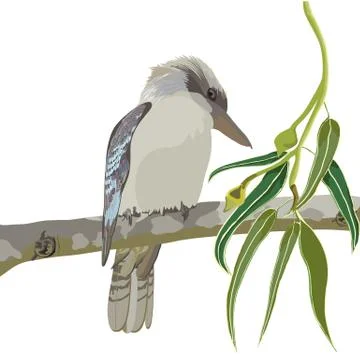 Kookaburra Stock Illustration
