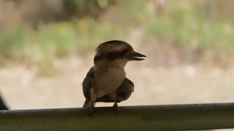 Kookaburra Moving it's Head Vídeos de archivo 303020933