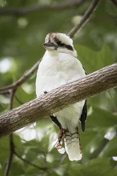A kookaburra over a branch Stock Photos