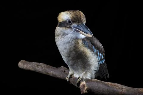 Kookaburra on perch with Black Backdrop Stock Photos