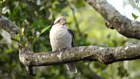 Kookaburra perched on a branch Stock Footage 142293957