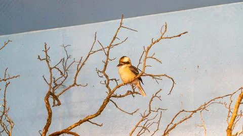 Kookaburra Perched on Dry Leafless Tree at Brookfield Zoo Illinois Stock Photos