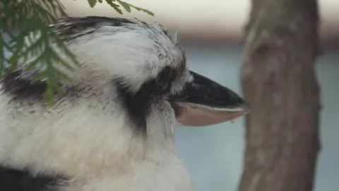 Kookaburra Perched on Tree Branch, Close-Up, Soft Light Stock Footage 342572384