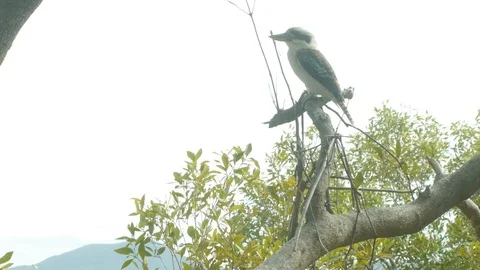 Kookaburra perched on tree Video stock 105639404