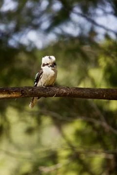 Kookaburra Stock Photos