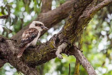 Kookaburra Stock Photos