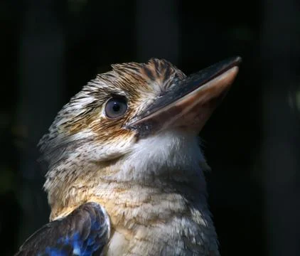 Kookaburra Stock Photos