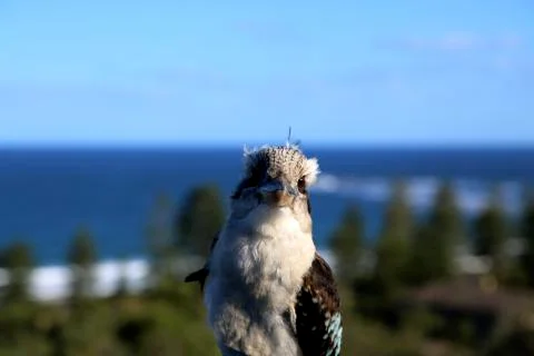 Kookaburra Stock Photos