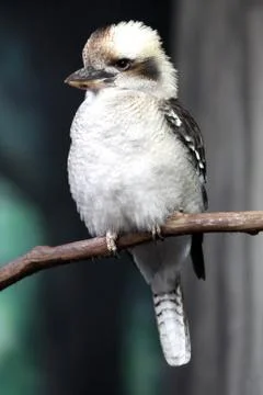 Kookaburra Stock Photos