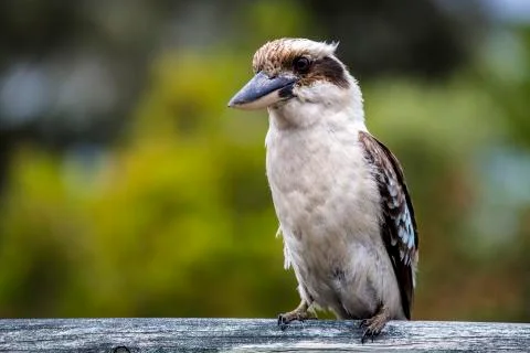 Kookaburra Stock Photos