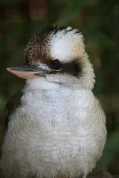 Kookaburra Stock Photos