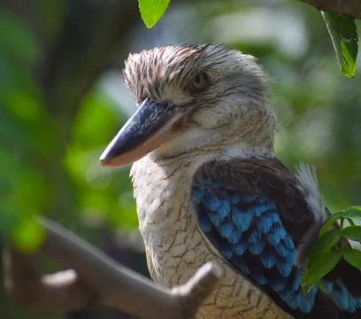 Kookaburra Stock Photos