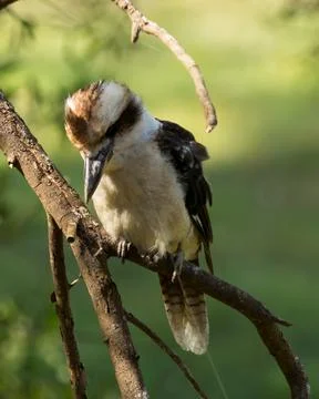 Kookaburra Foto stock