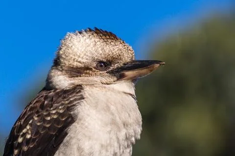 Kookaburra Stock Photos