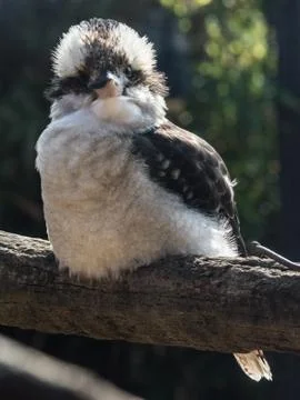 Kookaburra Stock Photos