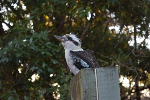 Kookaburra Stock Photos