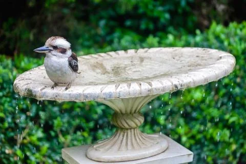 Kookaburra Stock Photos