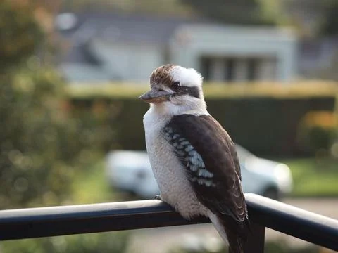 Kookaburra Stock Photos