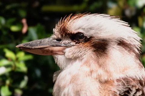 KOOKABURRA Stock Photos
