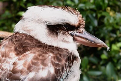 KOOKABURRA Stock Photos